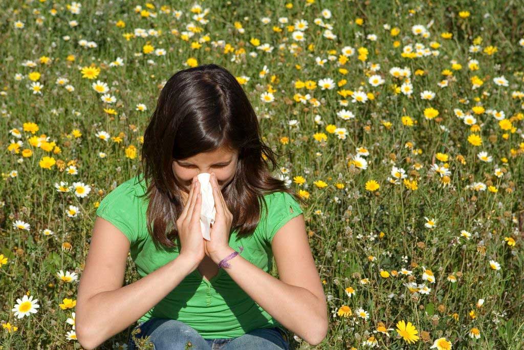 Can matcha help hayfever symtpoms?
